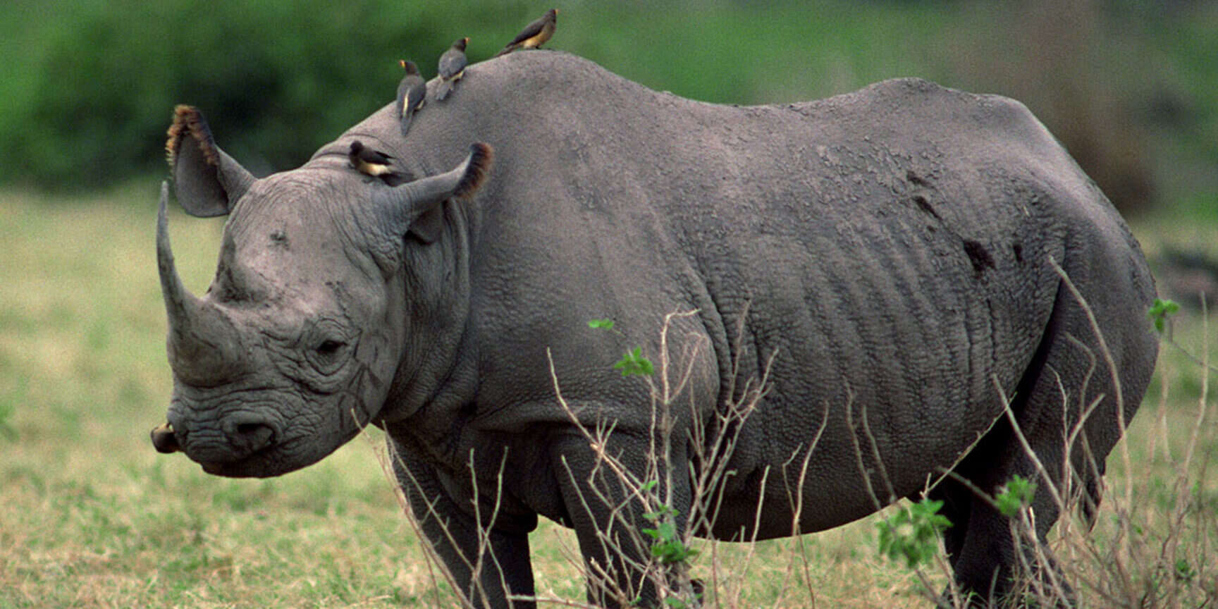 Ziw Rhino Sanctuary
