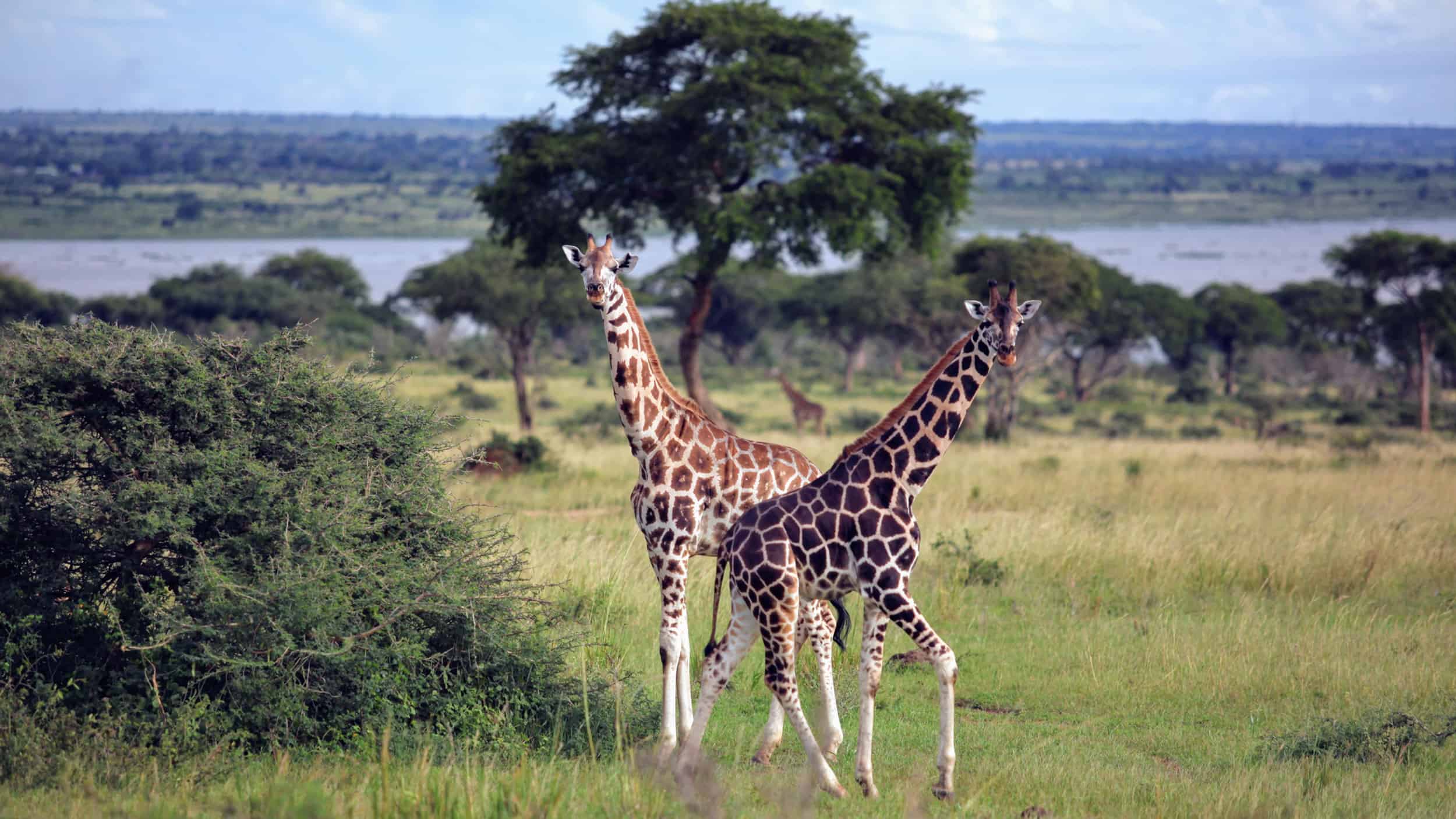 Giraffes In Mf