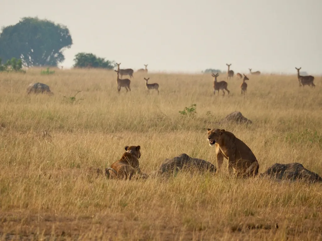 Lions Gmr