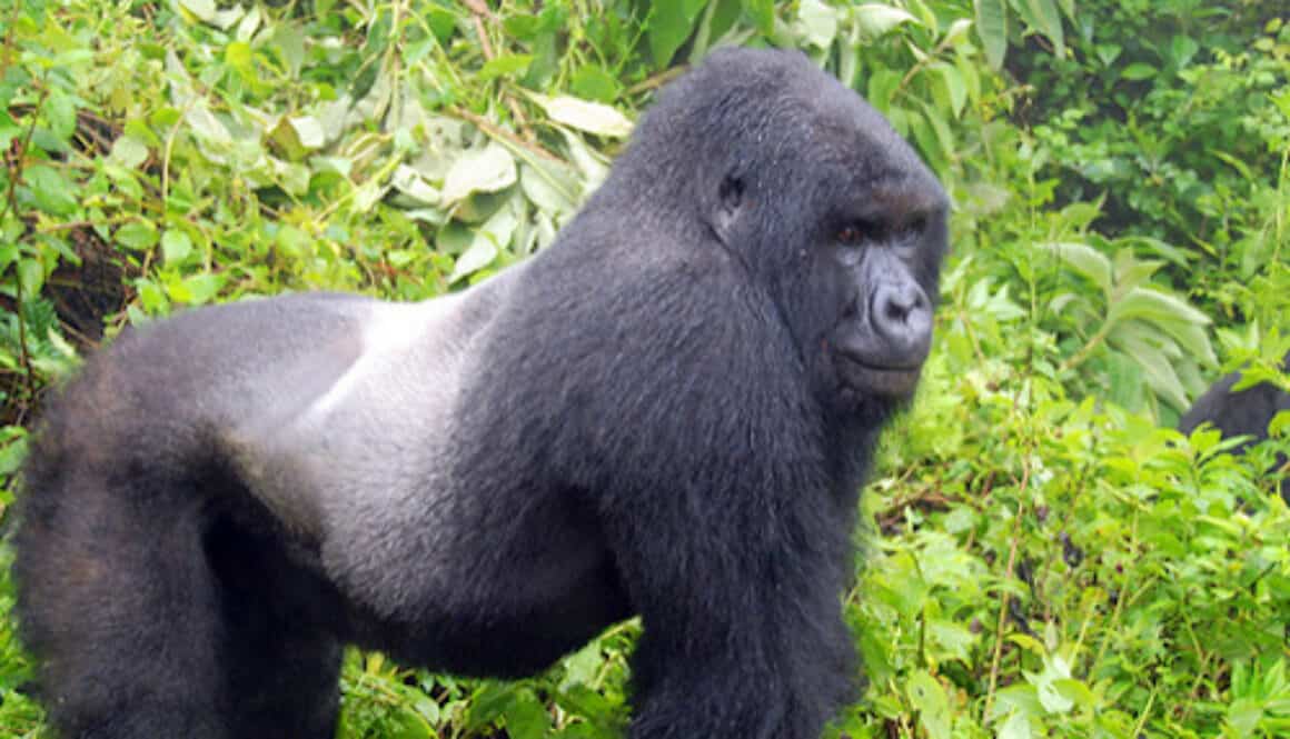 Mountain Gorilla Habituation 1160x665