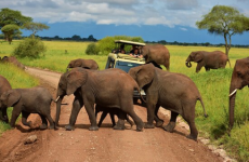 5 Days Best of Tanzania Safari