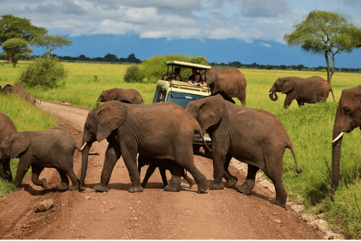 Elephant Crew At Tarangire N.p