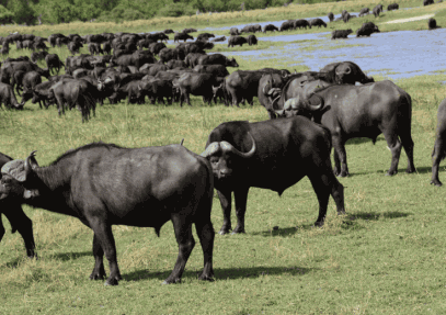 10 Days Buffalo Safari
