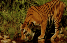 3 Days Bardia National Park Tour from Kathmandu