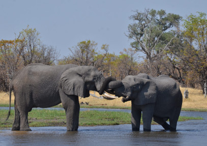 Northern Explorer Trip Botswana