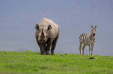 2 Days Kenya Ol Pejeta Safari