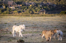 4-Day Pumba Game Reserve, Eastern Cape
