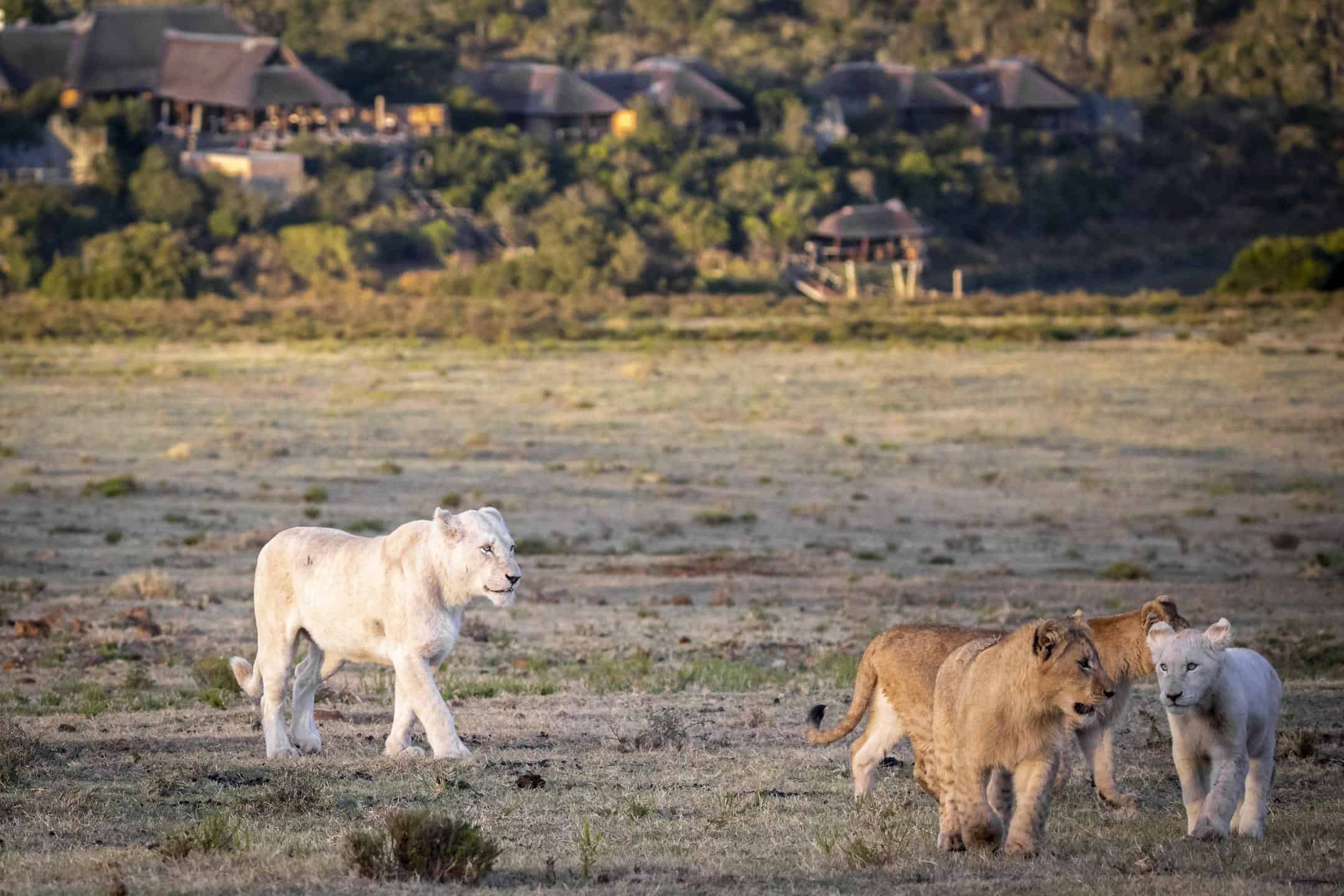 White And Tawny Lion Cubs