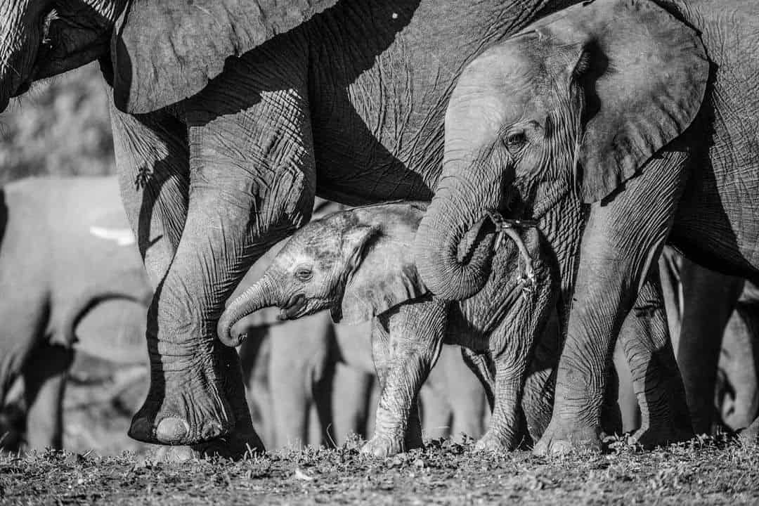 Ellies