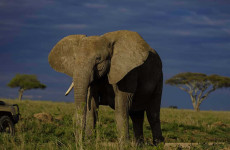 4 Days Mombasa, Amboseli and Tsavo East Safari