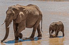 3-Day Amboseli Elephant Safari