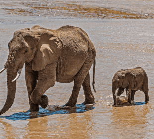 3-Day Amboseli Elephant Safari