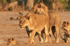 4-Day Lake Nakuru and Masai Mara Luxury Safari