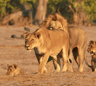 4-Day Lake Nakuru and Masai Mara Luxury Safari