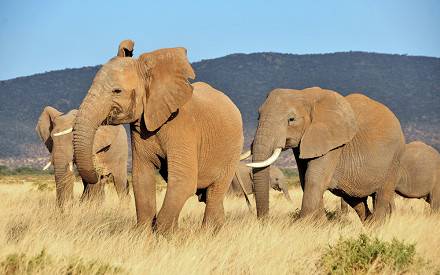 Laikipia Plateau 026