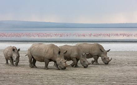 Lake Nakuru National Park 013