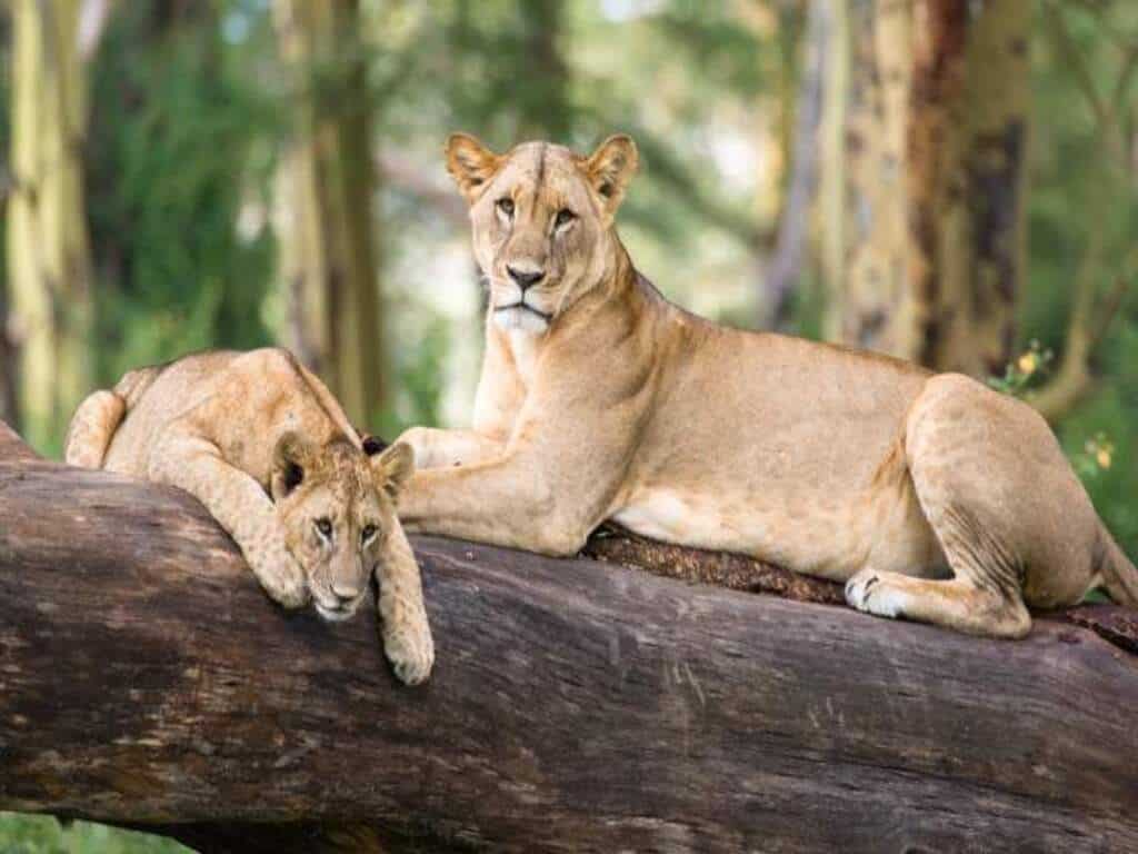 Lake Nakuru National Park 027 1024x768 Mara