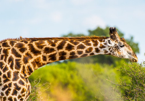 106680232 L Normal None