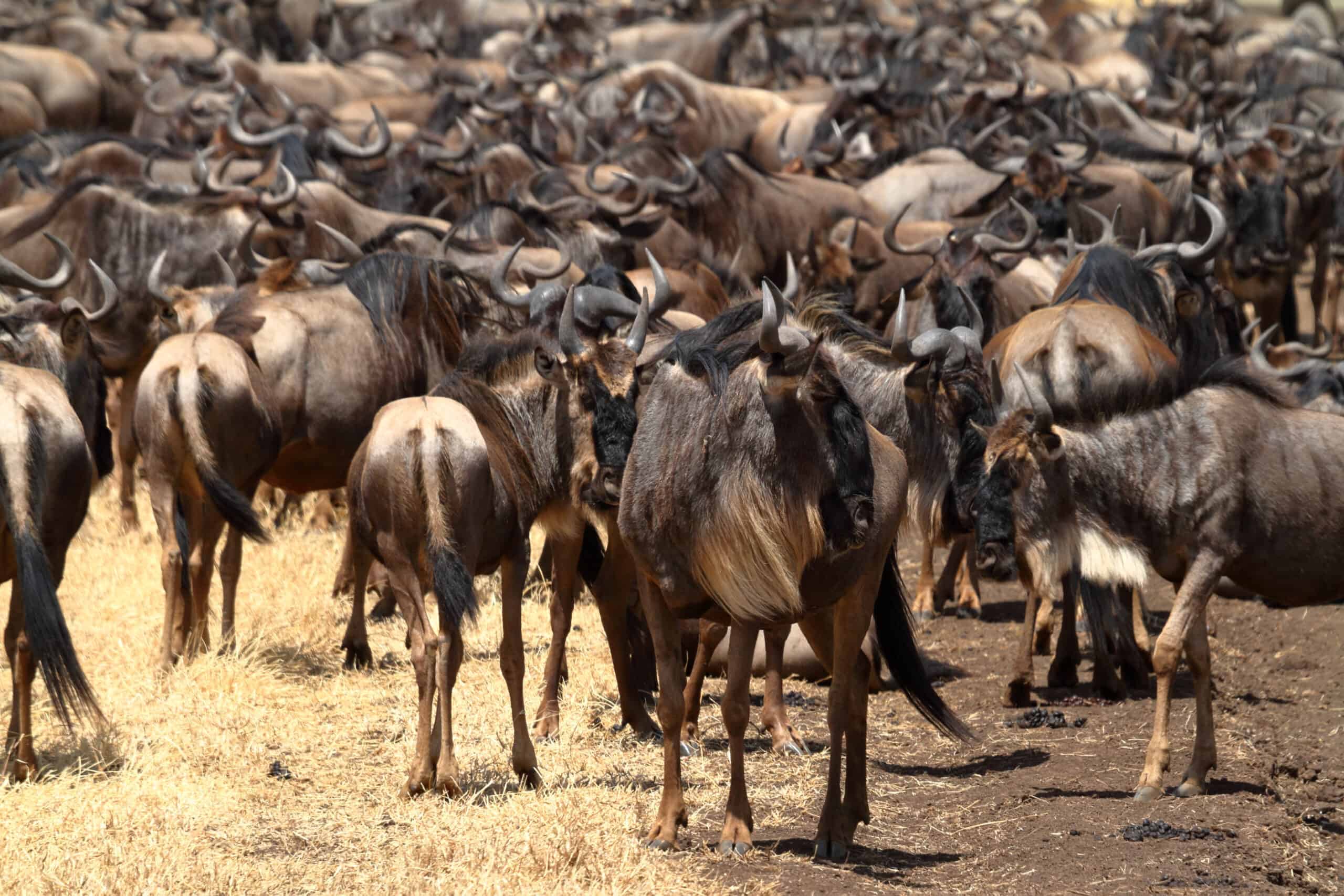 Gnu In The Savannah Of The Serengeti In Tanzania
