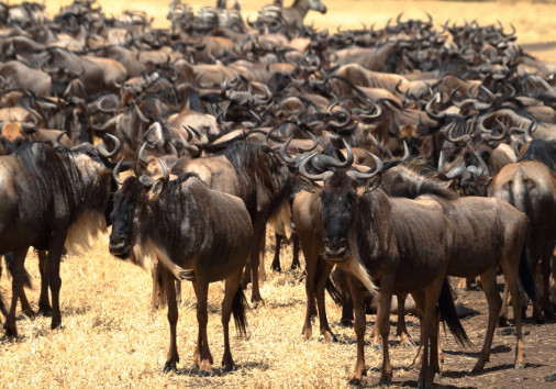 Gnu In The Savannah Of The Serengeti In Tanzania