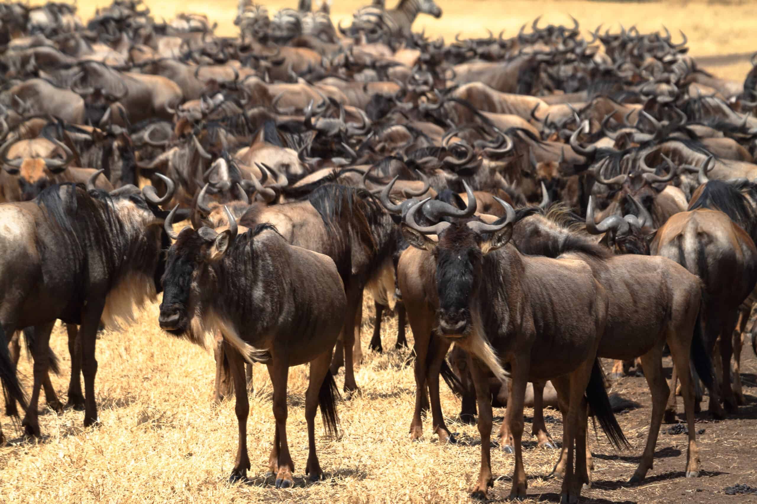 Gnu In The Savannah Of The Serengeti In Tanzania