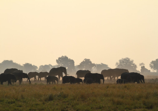 African Elephants In The Savannah