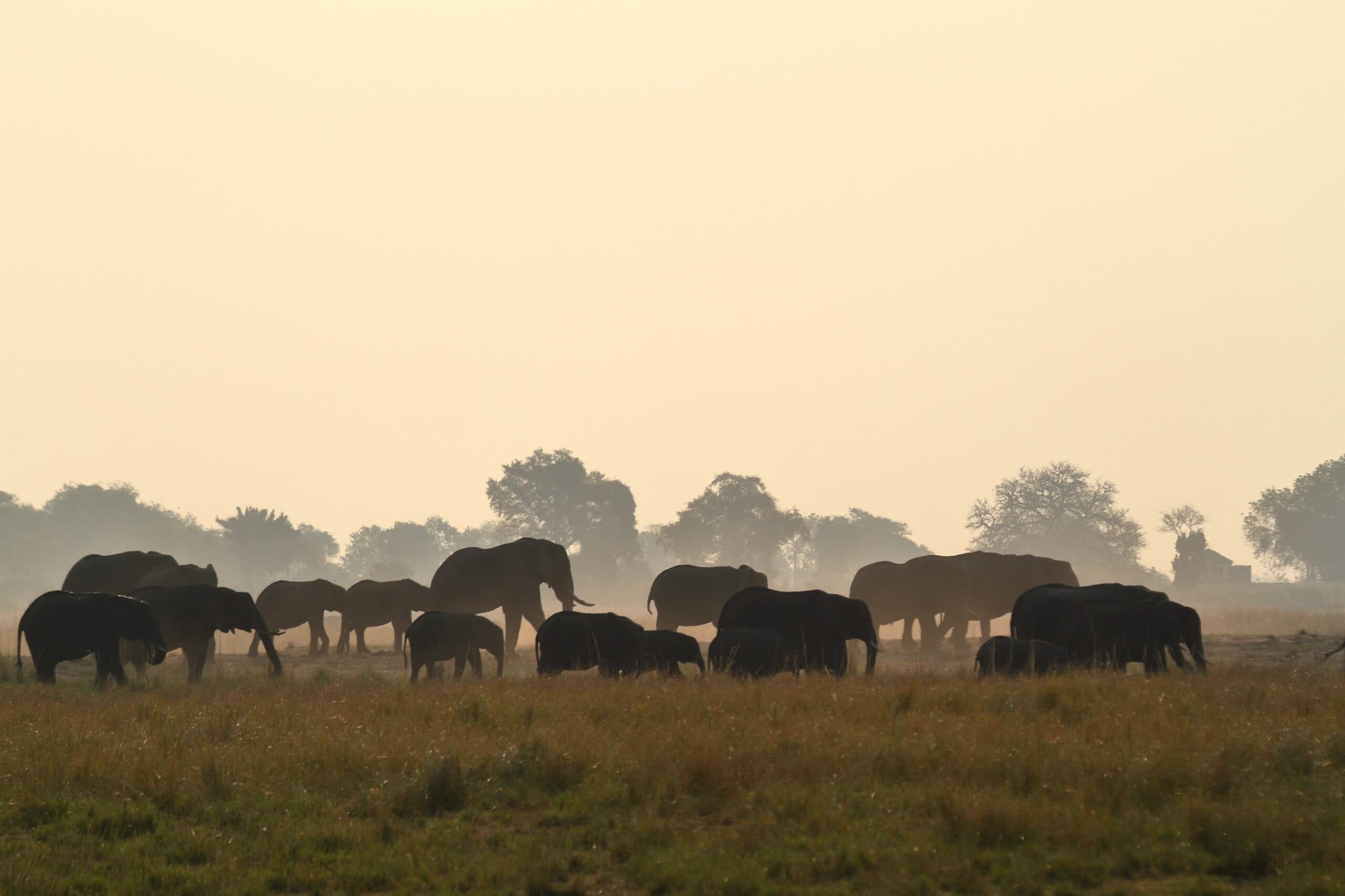 African Elephants In The Savannah