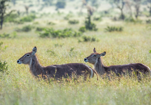 Common Waterbuck In Kruger National Park, South Africa