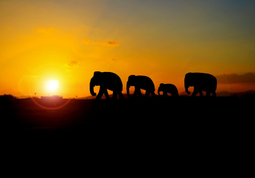 Silhouette Elephant Family Herd Animals Wildlife Evacuate Walki