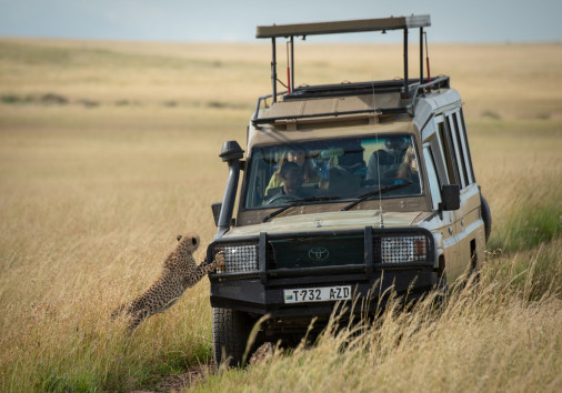 Cheetah Cub Starts To Climb Onto Truck