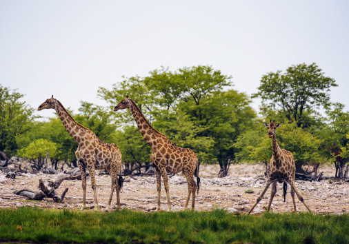 Giraffes Drink Water From A Waterhole In Etosha National Park