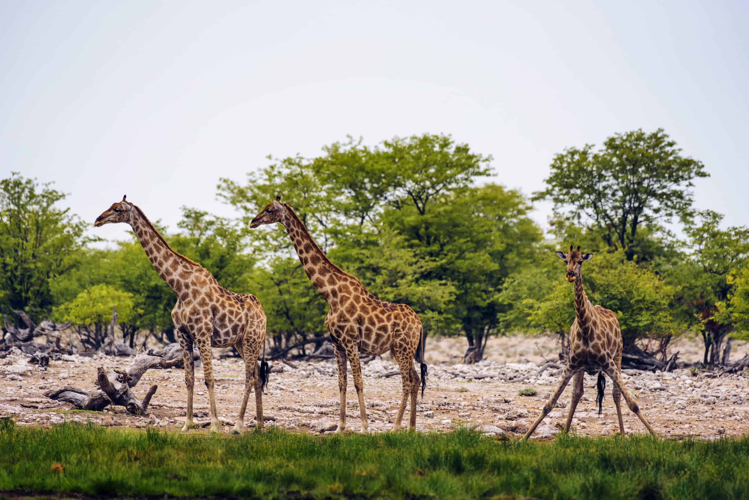 Giraffes Drink Water From A Waterhole In Etosha National Park