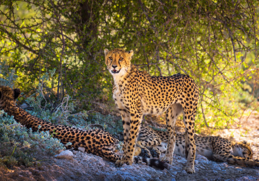 Three Cheetahs In The Etosha National Park