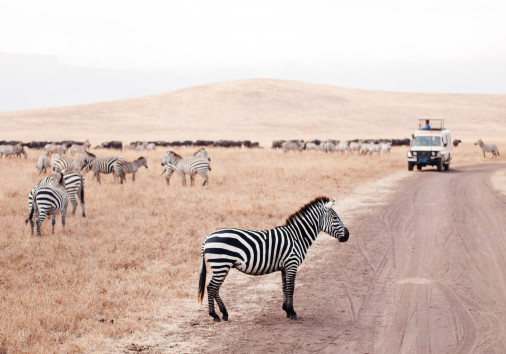 Zebra On Dirt Road And Safari Offroad Car In Golden Grass Field