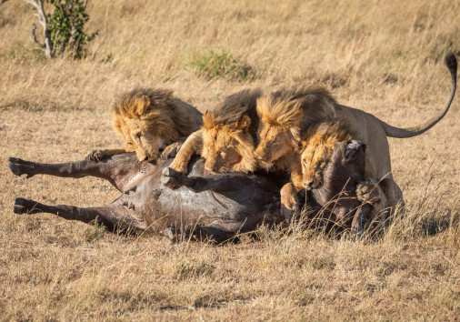 Four Male Lion Lie On Buffalo Carcase