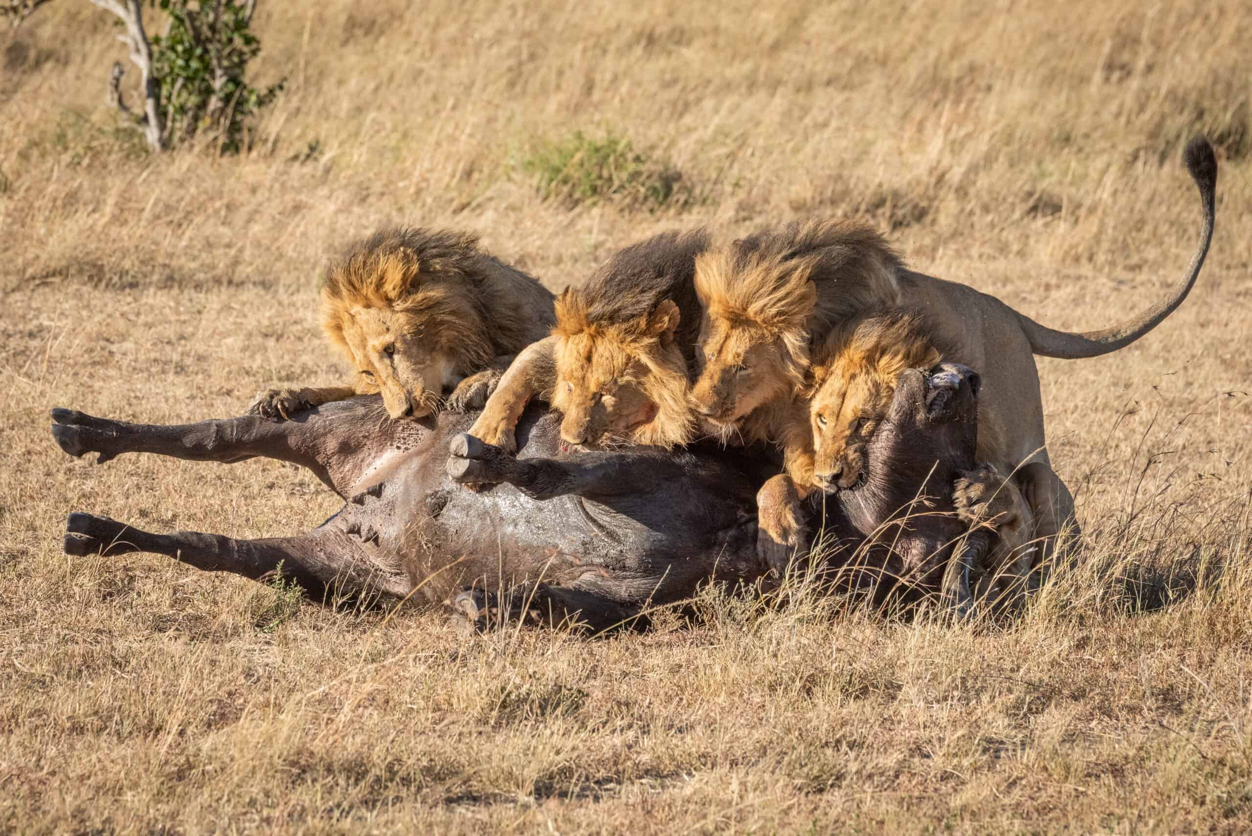 Four Male Lion Lie On Buffalo Carcase