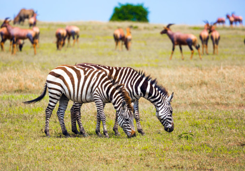 African Safari