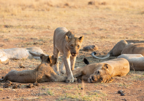 Lone Lioness Walking Through Dry Brown Grass Hunt For Food