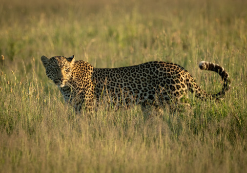 Male Leopard Stands In Grass In Sunshine