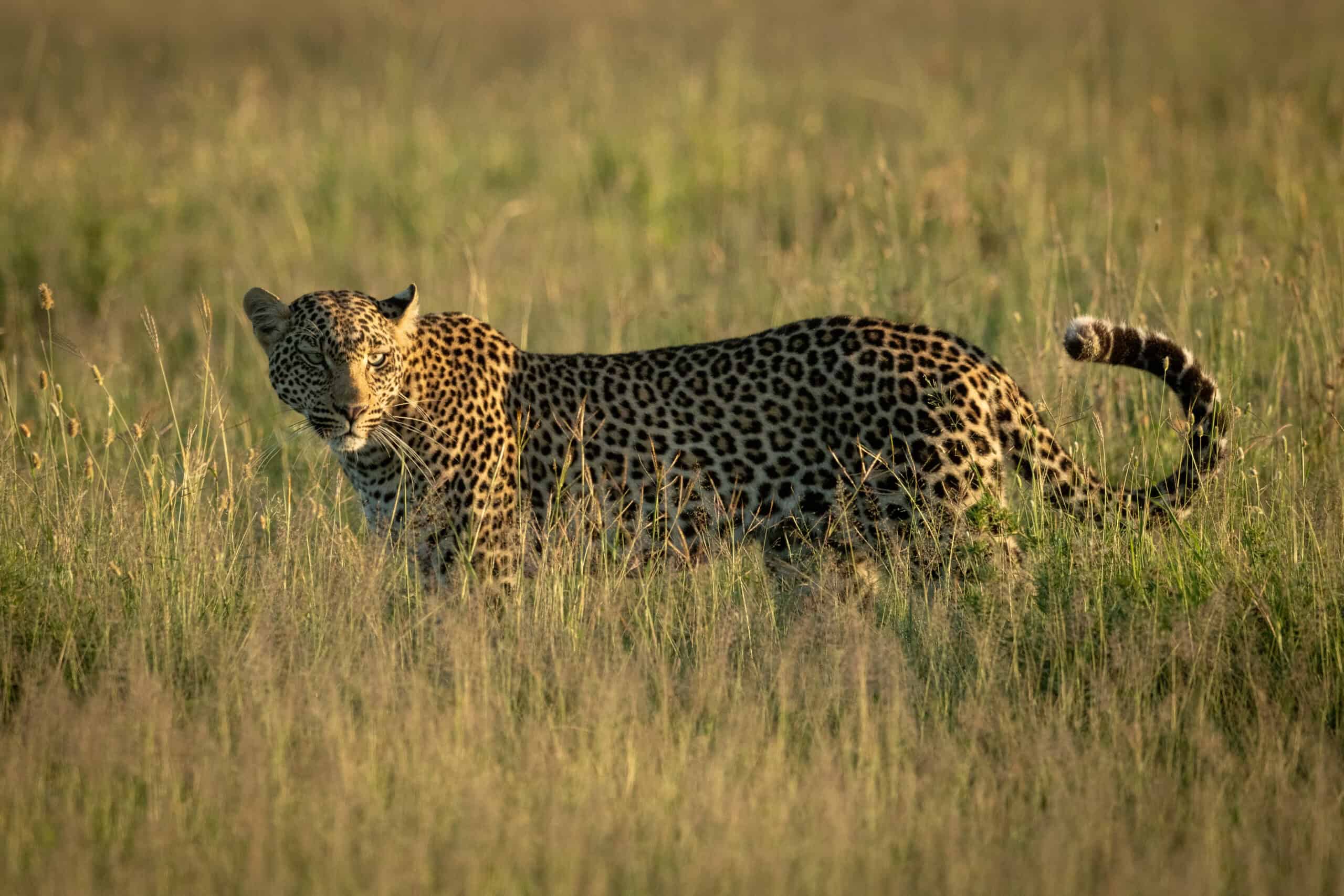 Male Leopard Stands In Grass In Sunshine