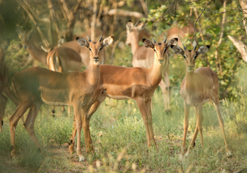 Herd Of Impalas Standing And Staring In The Kruger National Park, South Africa, Wildlife Scene From Africa, Beautifil African Mammals