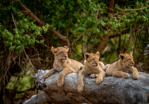 Lion Cubs Laying On A Fallen Tree.