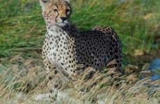 6 Days Tarangire, Manyara, Serengeti & Ngorongoro Safari