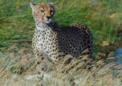 6 Days Tarangire, Manyara, Serengeti & Ngorongoro Safari
