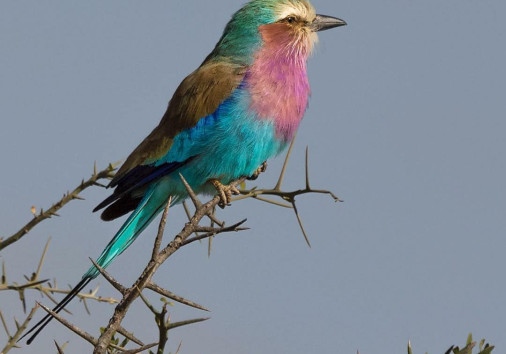 bird in jungle