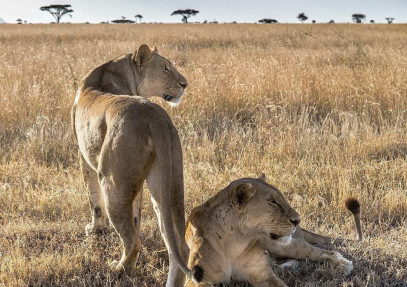 7 Days Wildebeest Mara River Crossing Safari in Serengeti