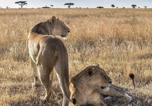 Lioness