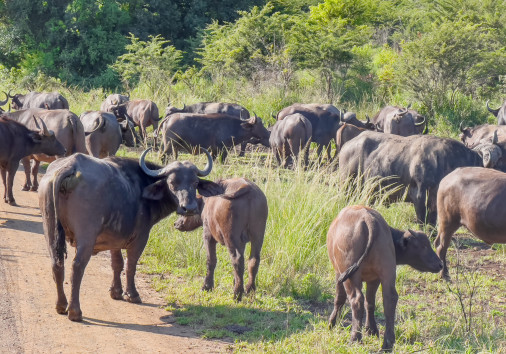 Cape Buffalo In Hluhluwe National Park South Africa