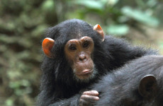 4 Days Gombe Stream National Park Tracking Safari