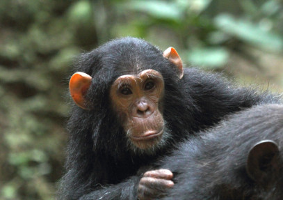 4 Days Gombe Stream National Park Tracking Safari